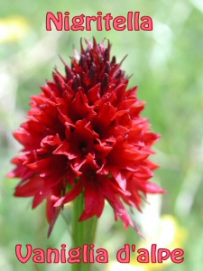 Nigritella